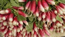 Organic Raddish - মুলো