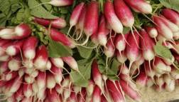 Organic Raddish - মুলো